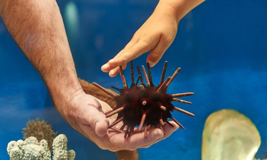 Dolphin Discovery Centre Entry Tickets - Book Now | Experience Oz