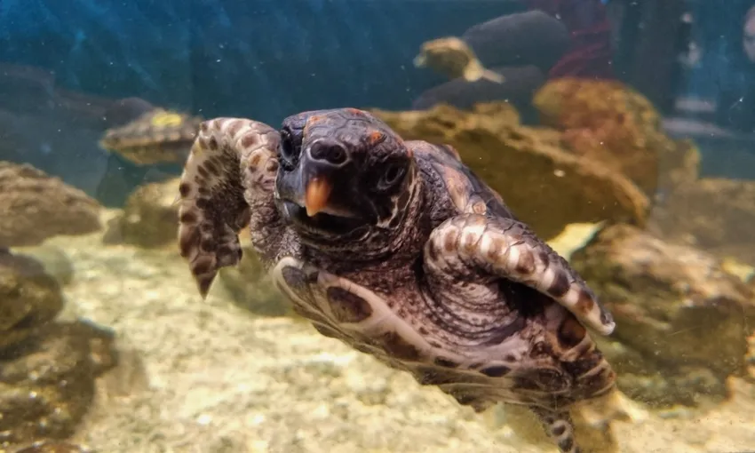 Dolphin Discovery Centre Entry Tickets - Book Now | Experience Oz