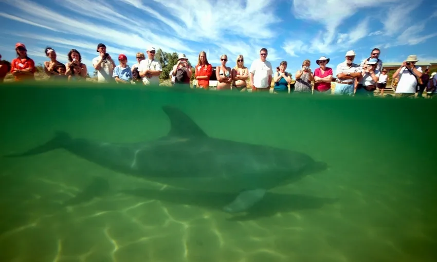 Dolphin Discovery Centre Entry Tickets - Book Now | Experience Oz