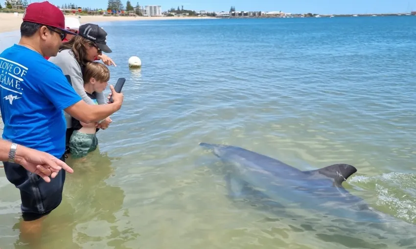 Dolphin Discovery Centre Entry Tickets - Book Now | Experience Oz