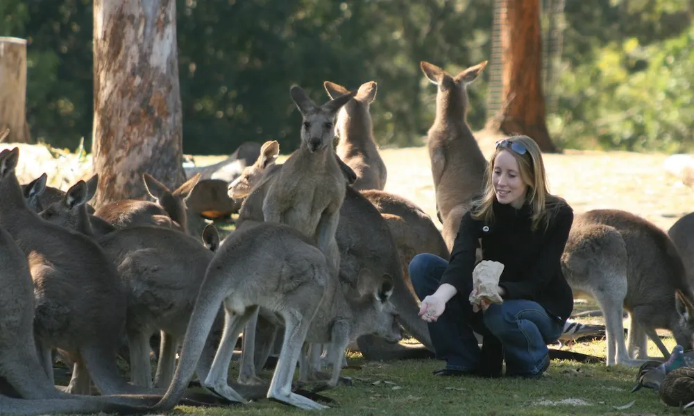 Lone Pine Koala Sanctuary & Cruise Package  | Experience Oz-3