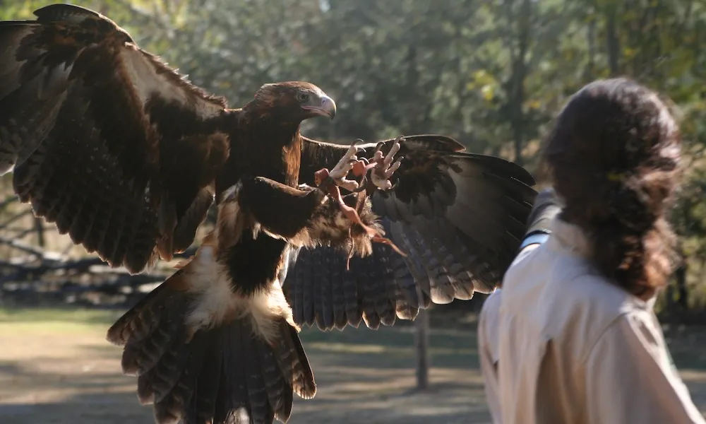 Lone Pine Koala Sanctuary & Cruise Package  | Experience Oz-4