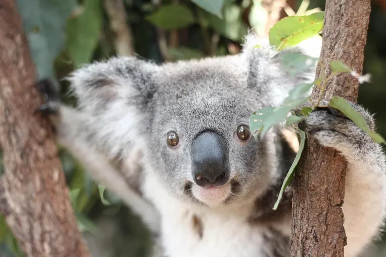 Lone Pine Koala Sanctuary & Cruise Package | Experience Oz