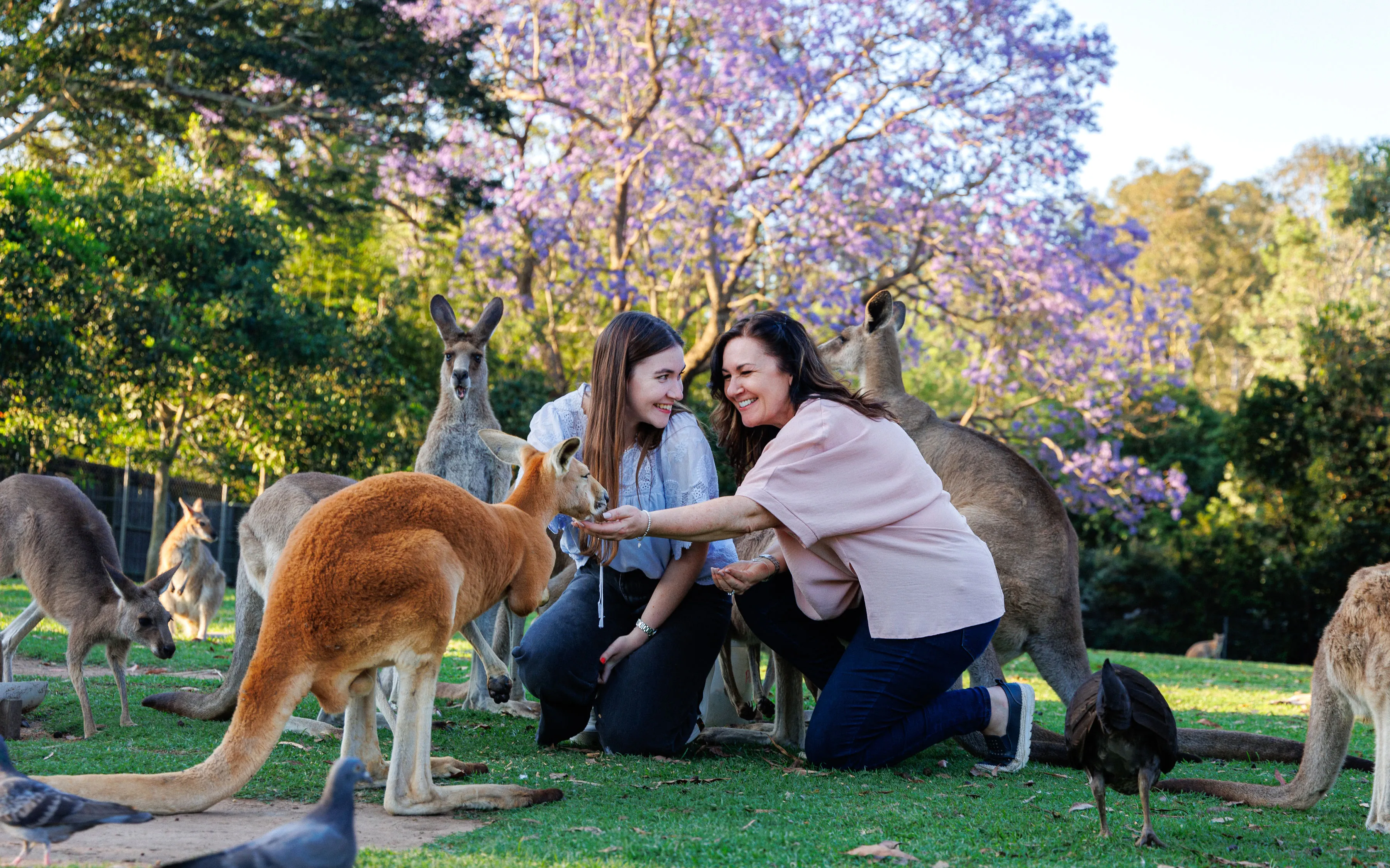 Lone Pine Koala Sanctuary & Cruise Package  | Experience Oz-6