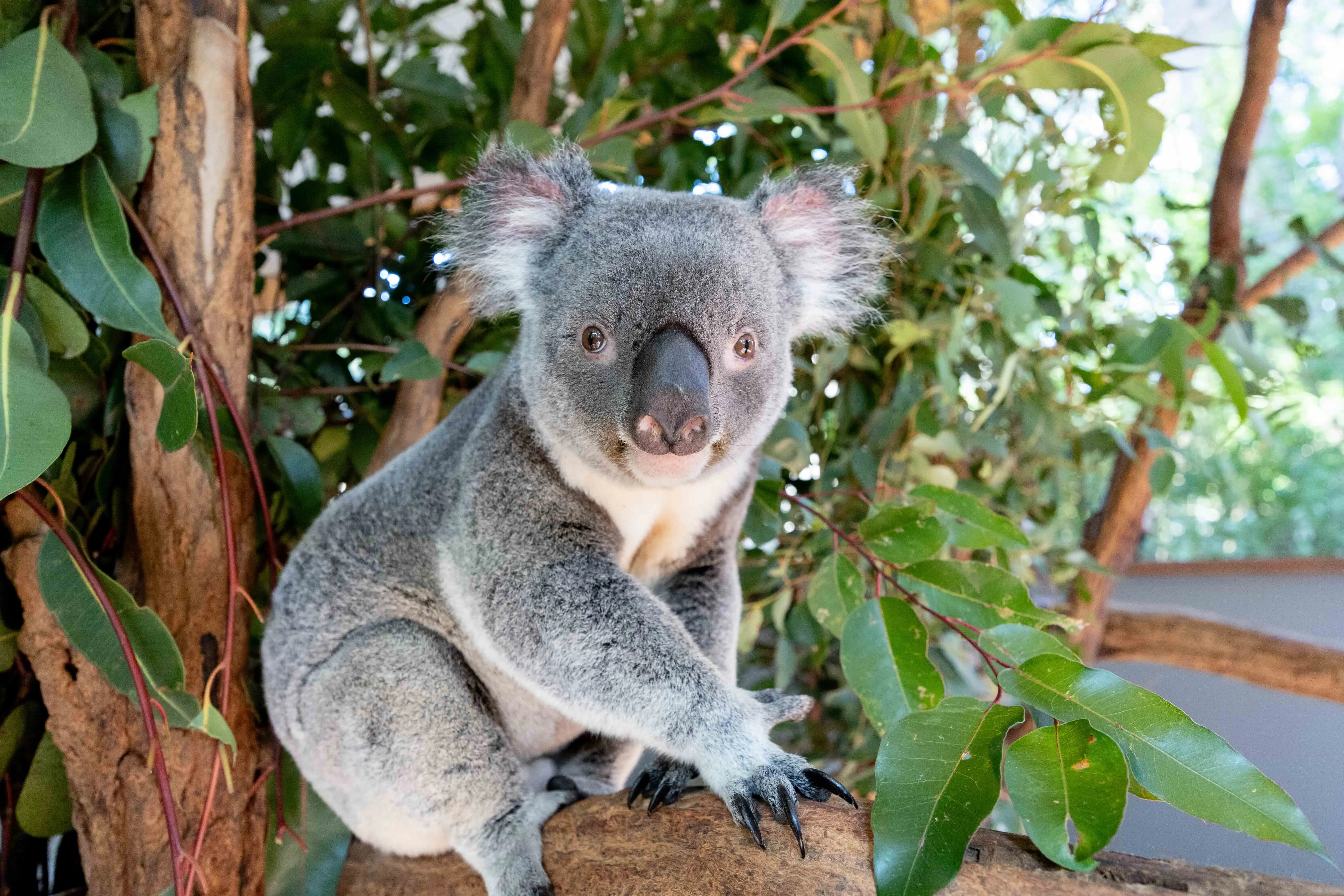 Lone Pine Koala Sanctuary & Cruise Package  | Experience Oz-9