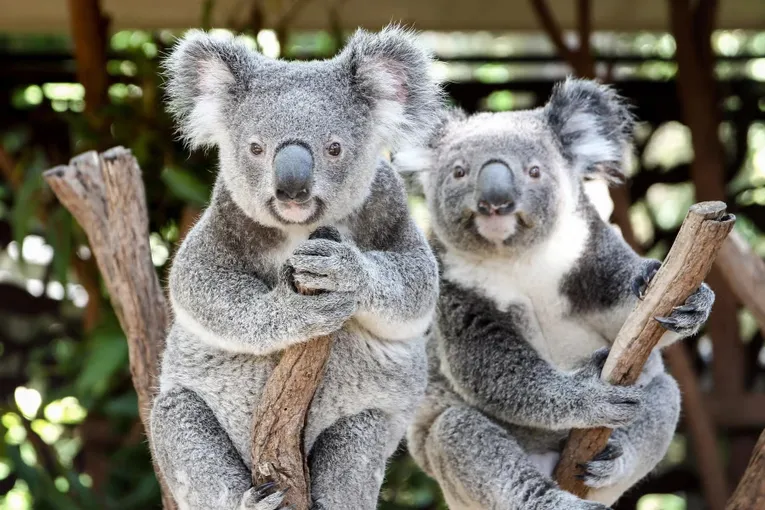 Lone Pine Koala Sanctuary & Cruise Package  | Experience Oz