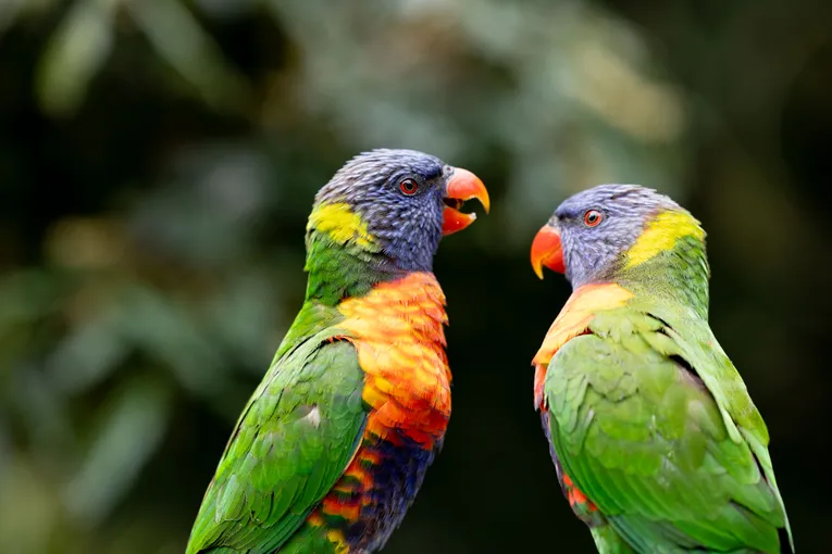 Lone Pine Koala Sanctuary & Cruise Package  | Experience Oz