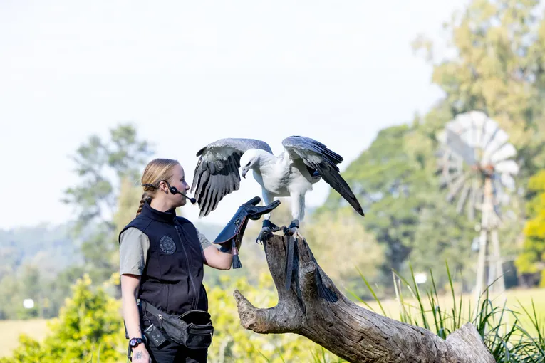 Lone Pine Koala Sanctuary & Cruise Package  | Experience Oz