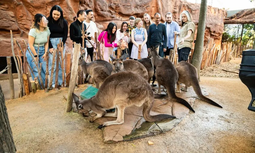 Breakfast with Koalas at WILD LIFE Sydney | Experience Oz