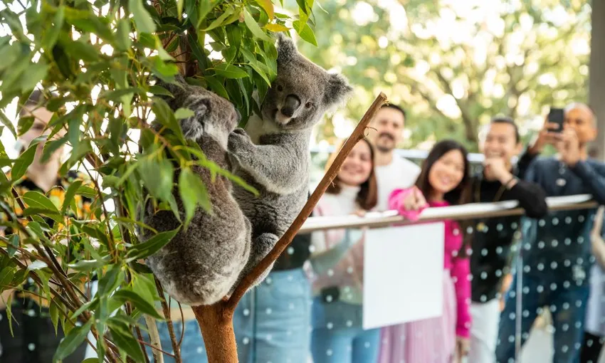 Breakfast with Koalas at WILD LIFE Sydney | Experience Oz