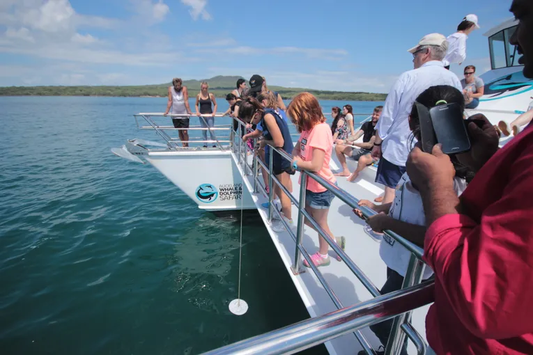 Whale and Dolphin Safari in Auckland | Experience Oz