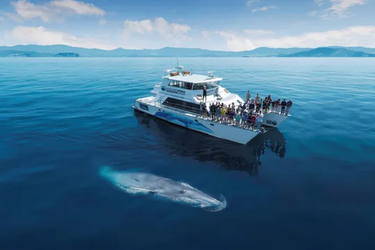 Whale and Dolphin Safari in Auckland