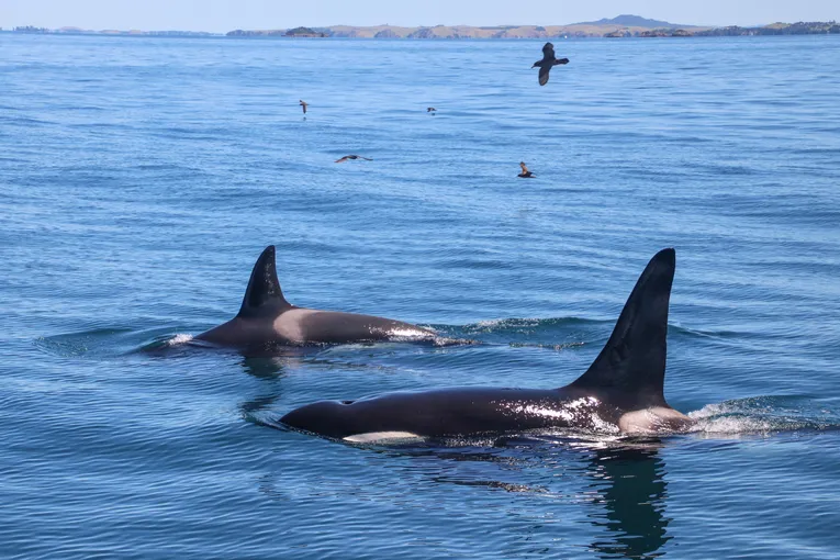 Whale and Dolphin Safari in Auckland | Experience Oz