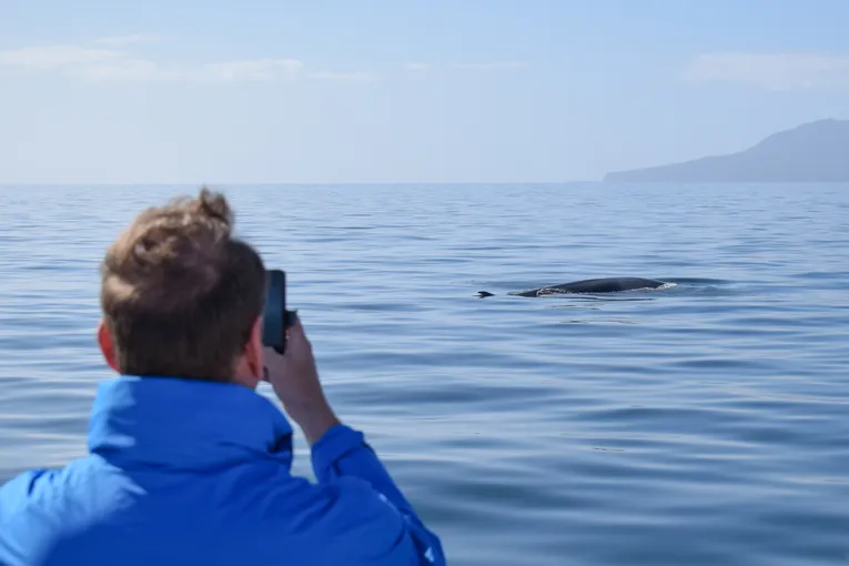 Whale and Dolphin Safari in Auckland | Experience Oz