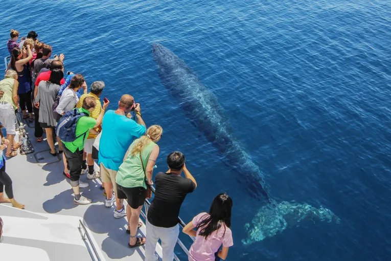Whale and Dolphin Safari in Auckland | Experience Oz