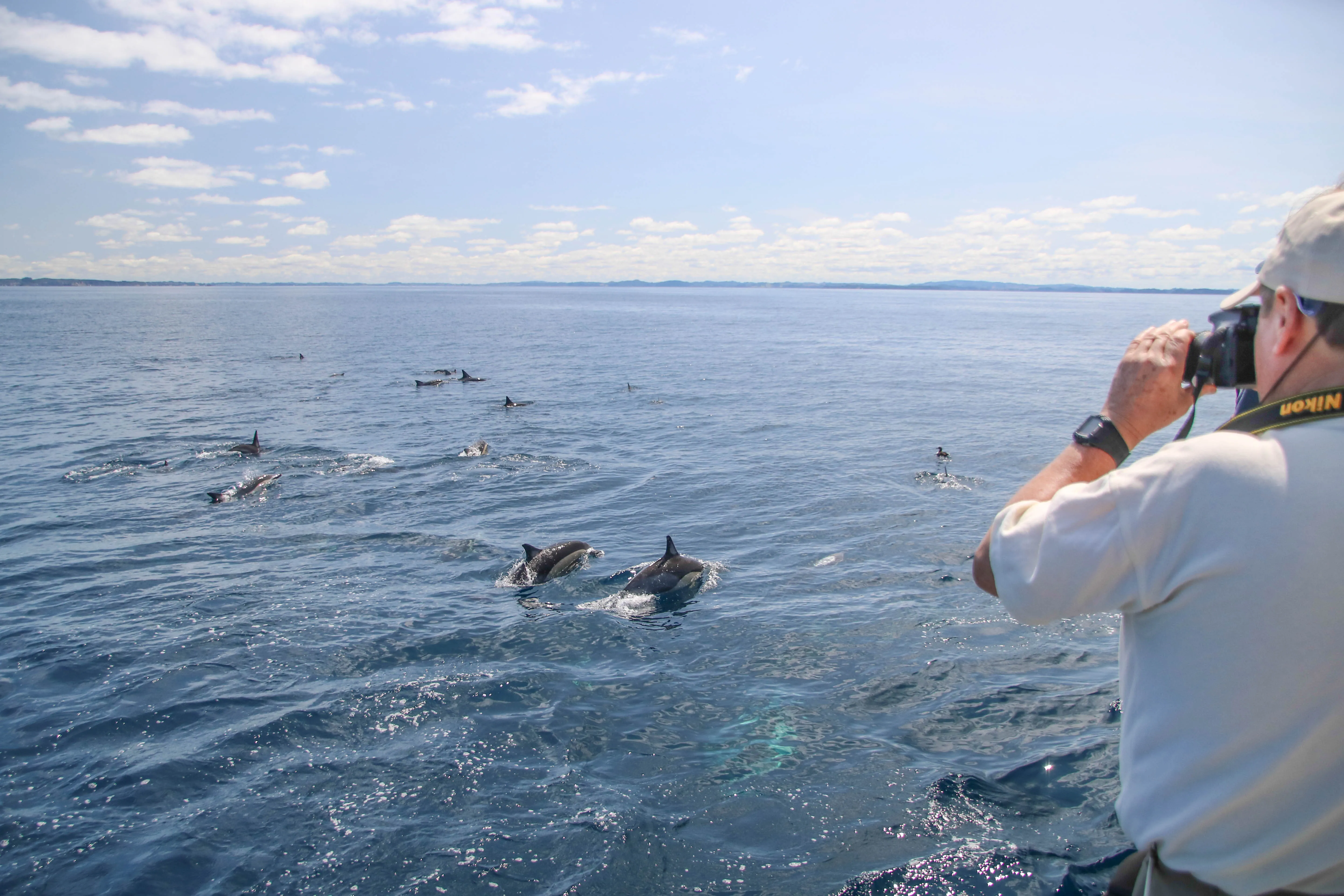 Whale and Dolphin Safari in Auckland | Experience Oz-7