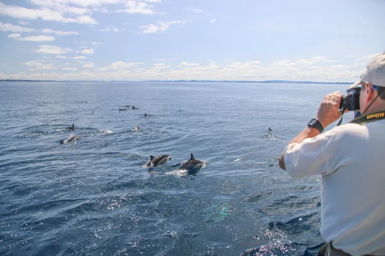Whale and Dolphin Safari in Auckland | Experience Oz