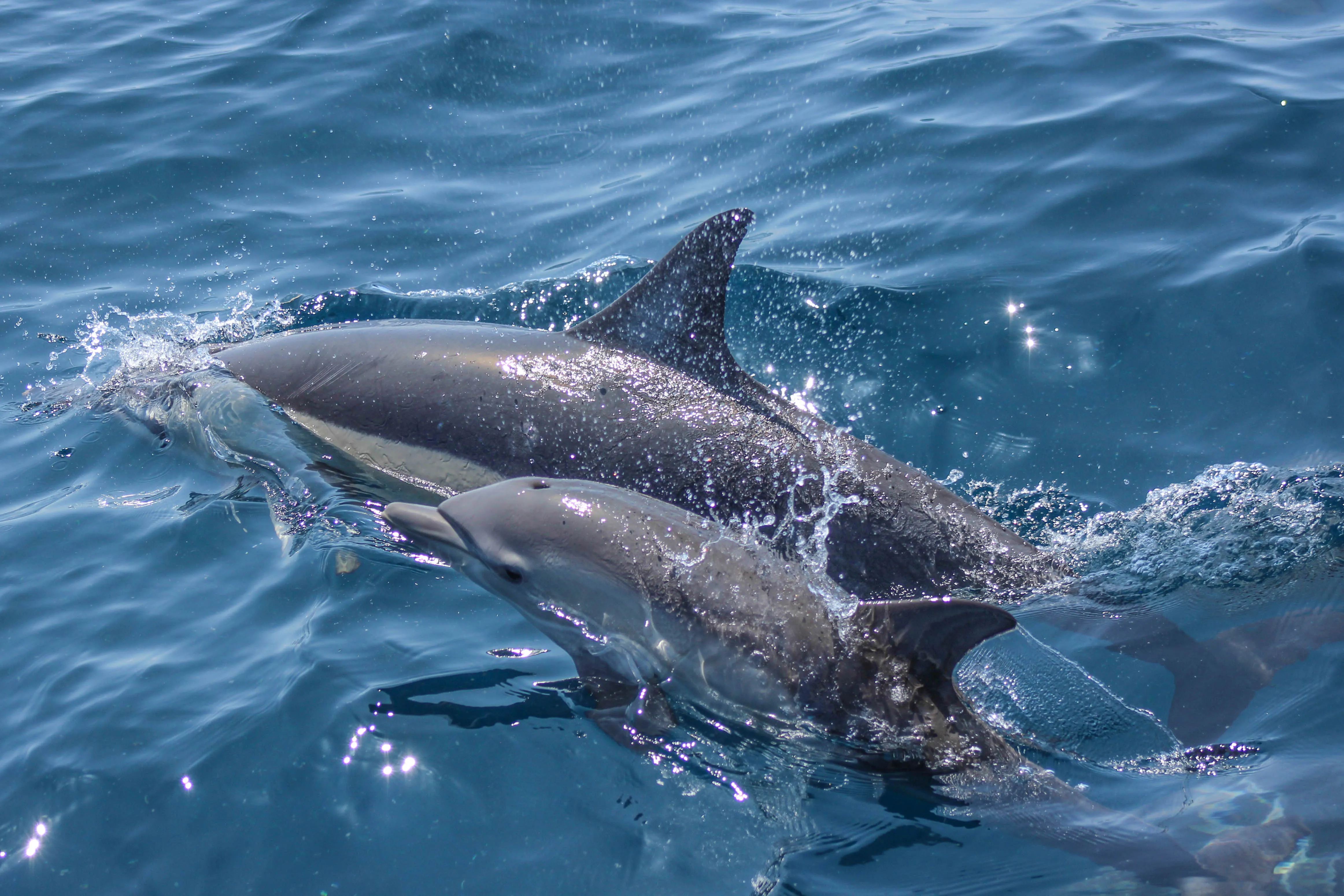 Whale and Dolphin Safari in Auckland | Experience Oz-8