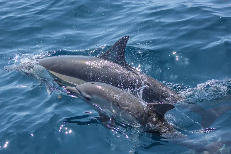 Whale and Dolphin Safari in Auckland | Experience Oz