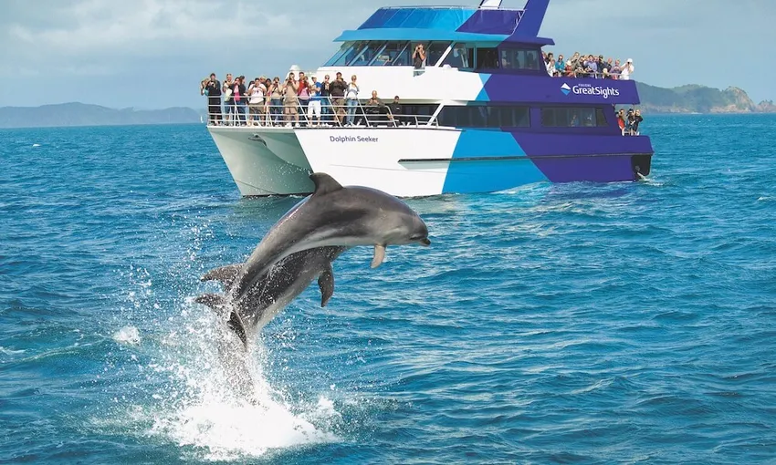 Hole in the Rock Dolphin Cruise Bay of Islands | Experience Oz