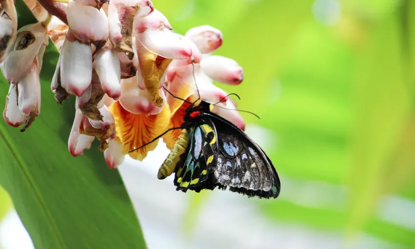 Australian Butterfly Sanctuary Tickets - Buy Now | Experience Oz