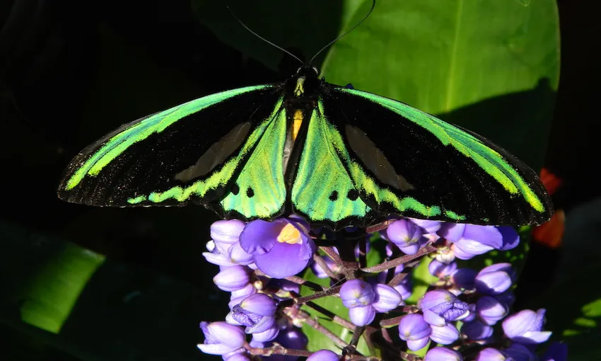 Australian Butterfly Sanctuary Tickets - Buy Now | Experience Oz