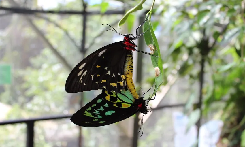 Australian Butterfly Sanctuary Tickets - Buy Now | Experience Oz