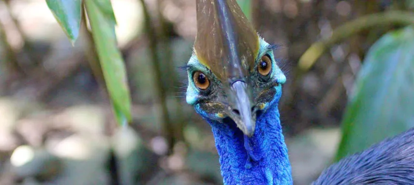 Wildlife Habitat Port Douglas Tickets - Book Now | Experience Oz 