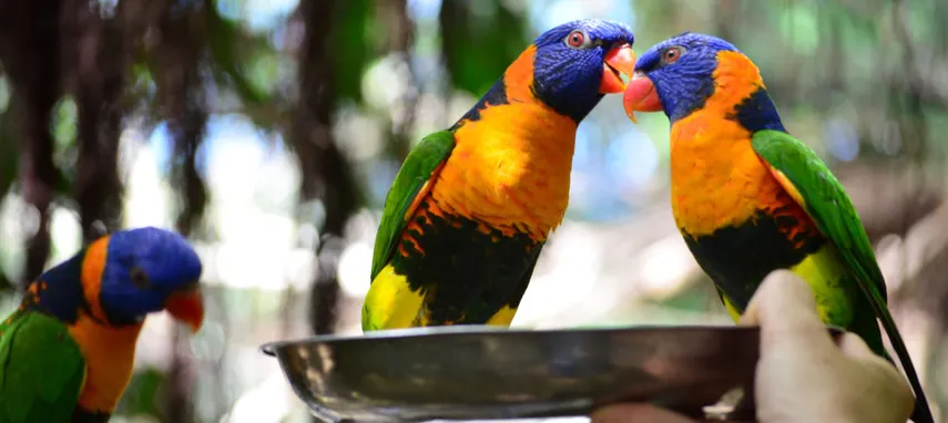 Wildlife Habitat Port Douglas Tickets - Book Now | Experience Oz 