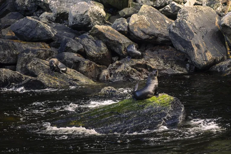 Doubtful Sound Wilderness Cruise New Zealand | Experience Oz