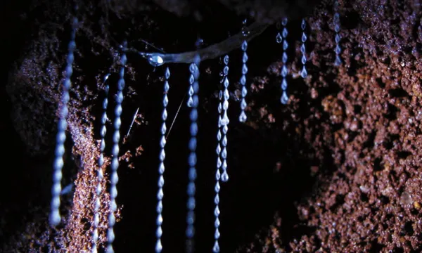 Natural Bridge Glow Worm Night Tour