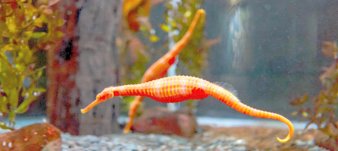 Kelly Tarlton's SEA LIFE Aquarium - Buy Tickets-4