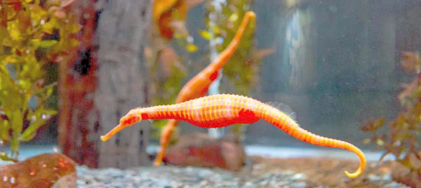 Kelly Tarlton's SEA LIFE Aquarium - Buy Tickets
