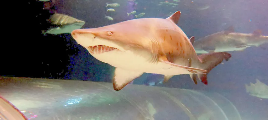 Kelly Tarlton's SEA LIFE Aquarium - Buy Tickets