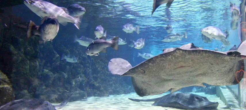 Kelly Tarlton's SEA LIFE Aquarium - Buy Tickets