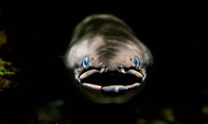 Kelly Tarlton's SEA LIFE Aquarium - Buy Tickets