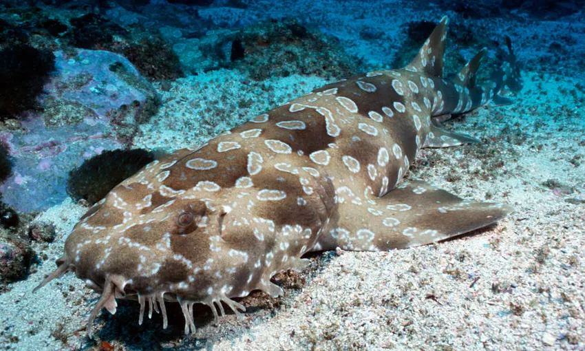Kelly Tarlton's SEA LIFE Aquarium - Buy Tickets
