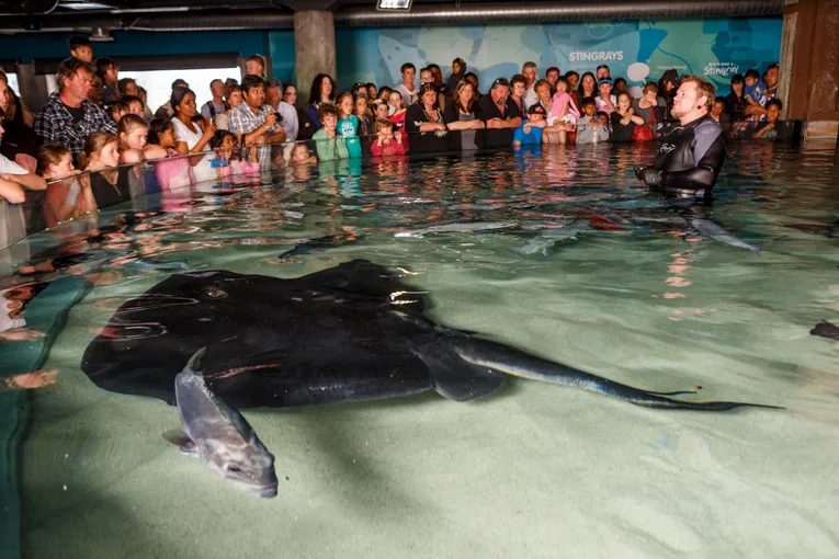 Kelly Tarlton's SEA LIFE Aquarium - Buy Tickets
