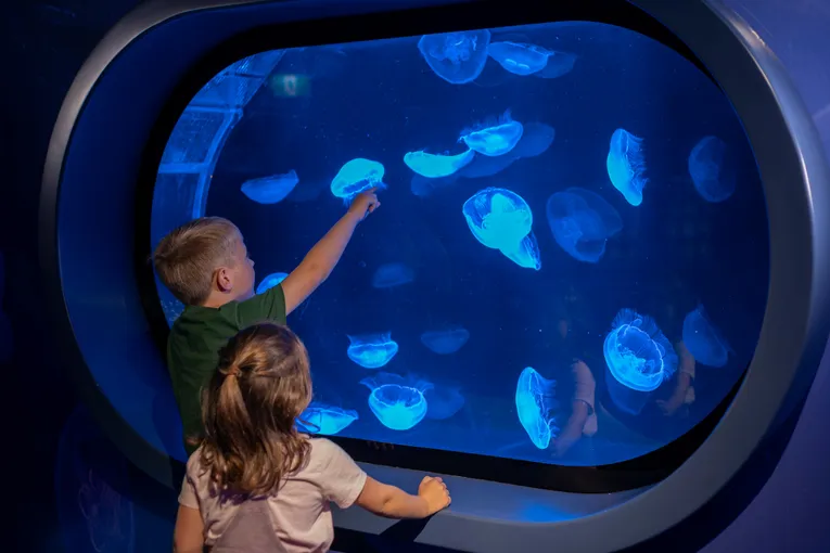 Kelly Tarlton's SEA LIFE Aquarium - Buy Tickets