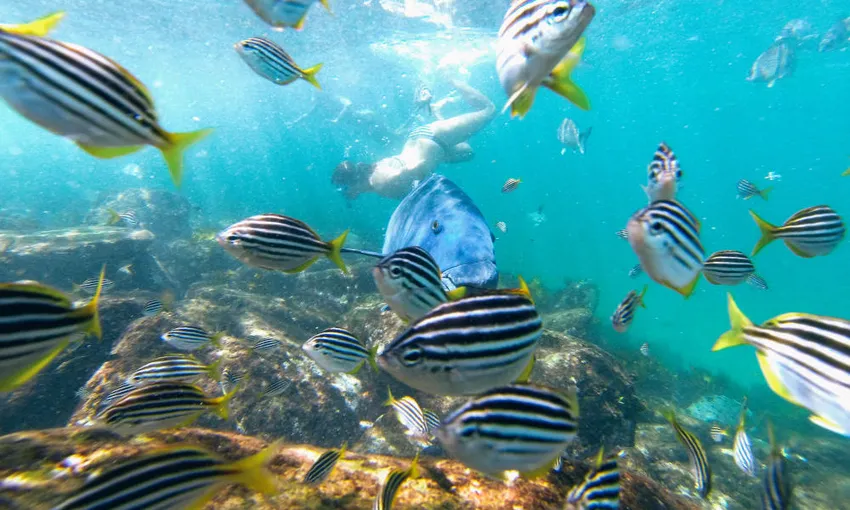 Manly Snorkel, Walk and Talk Tour - Book Now | Experience Oz