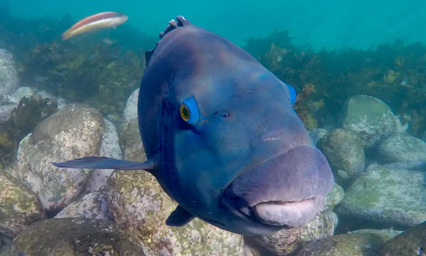 Manly Snorkel, Walk and Talk Tour - Book Now | Experience Oz