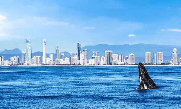 Whale Watching Cruise from Sea World