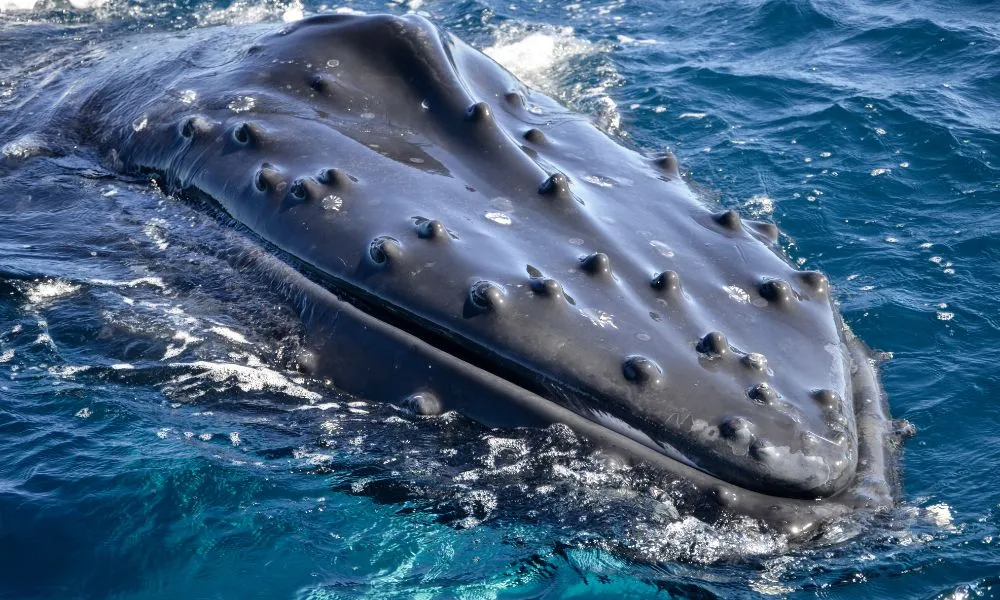 Gold Coast Whale Watching Cruise - Book Now | Experience Oz-5