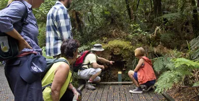 Full Day Kauri Walk