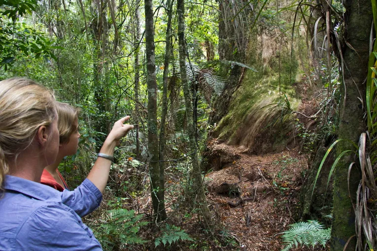 Puketi Rainforest Tour Bay of Islands New Zealand | Experience Oz + NZ