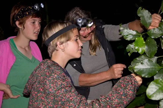 Bay of Islands Night Walk 