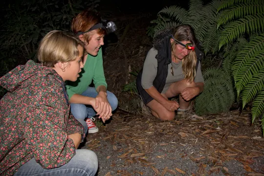 Bay of Islands Night Walk 