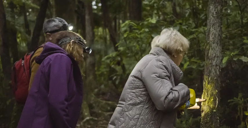 Puketi Bay of Islands New Zealand Night Rainforest Walk | ExOz + NZ