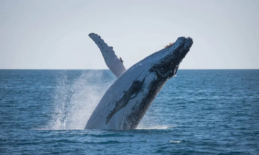 Hervey Bay Afternoon Whale Watching Cruises | Experience Oz
