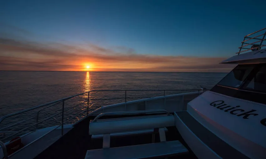 Hervey Bay Afternoon Whale Watching Cruises | Experience Oz